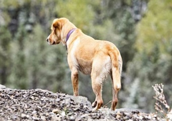 animal hospital in whistler